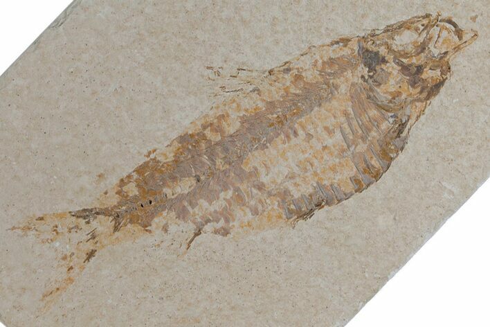 Fossil Fish (Knightia) - Wyoming #210103